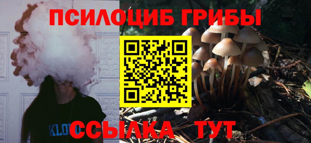 закладка  Псилоцибиновые грибы Psilocybe  Вход с VPN  Сунжа 